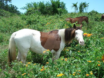 Abaco Barb Horses